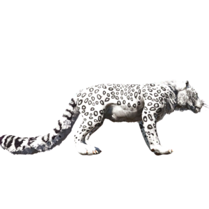 Leopardo